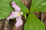 White trillium